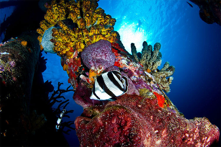 Sea creatures