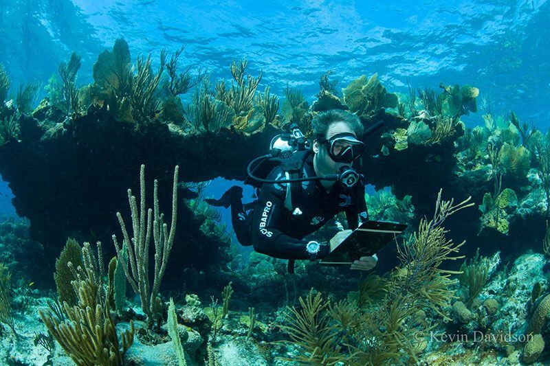 Diving in the Bahamas Bahamas Diving