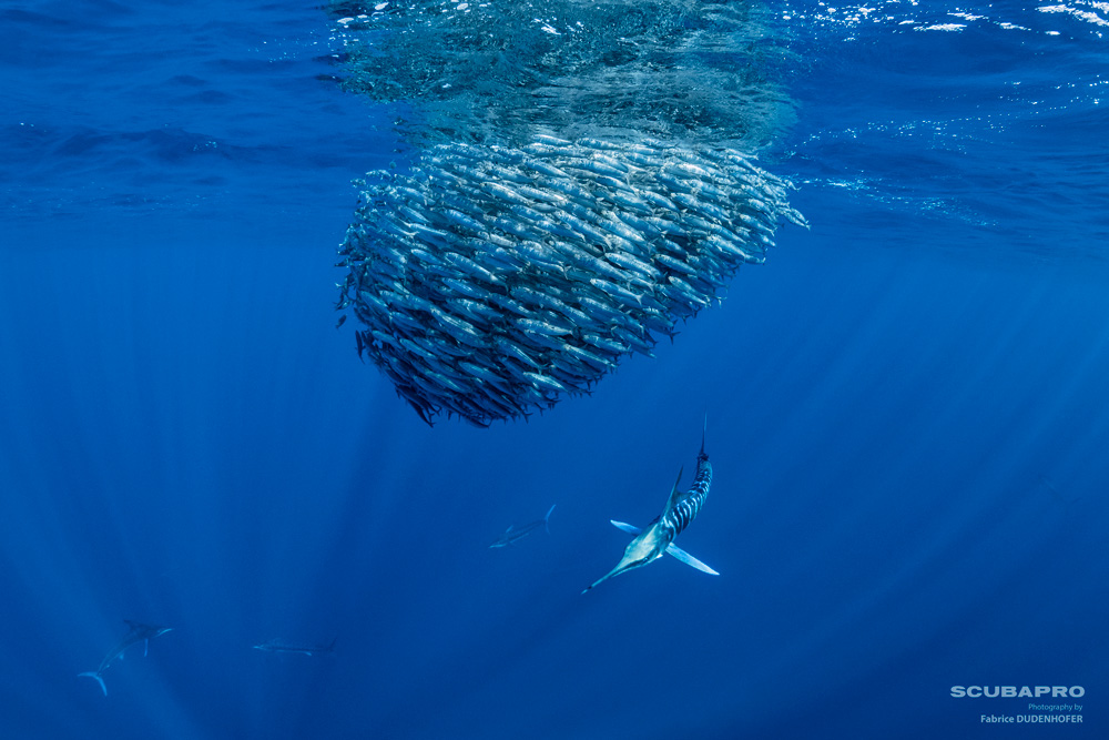 large school of fish and swordfish underwater
