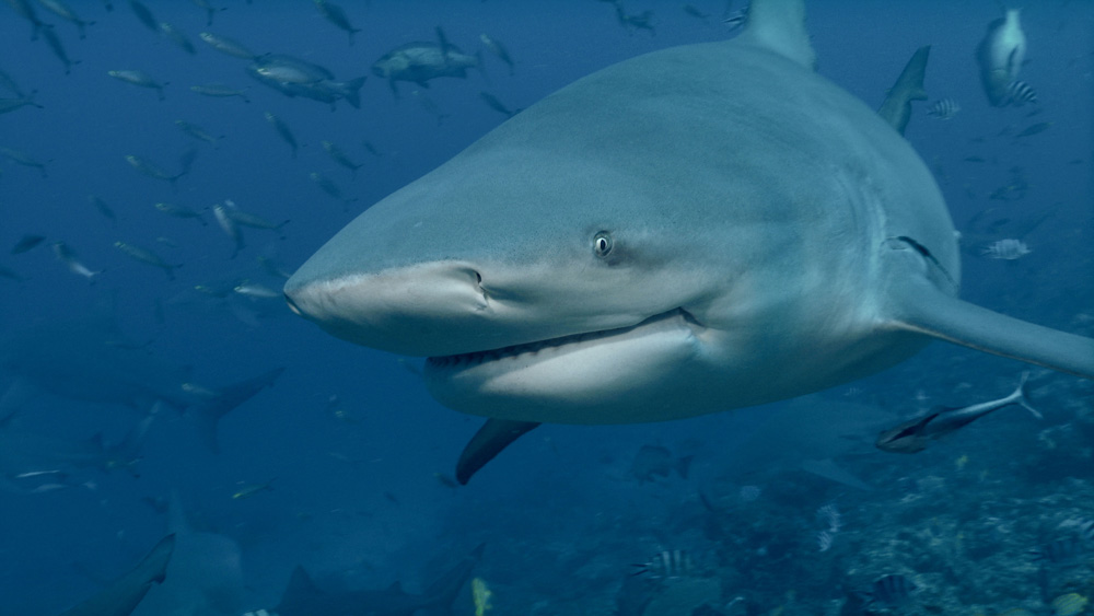 shark