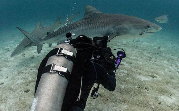 Paul Wildman scuba diving with sharks