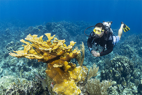 Jet Club Fin underwater
