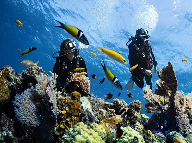 Two divers next to a riff